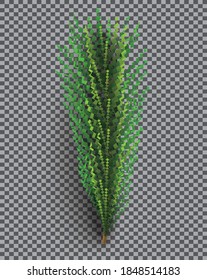 Fir Branch. Christmas Tree. Vector Illustration. Pine Sprig on Transparent Grid Background.