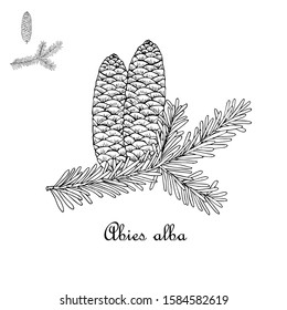 Fir branch, cone art design elements nature monochrome sketch object isolated stock vector illustration for web, for print