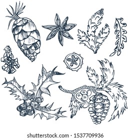 fir branch, cone, Holly, vector illustration set hand drawing, ink isolated on white background,
