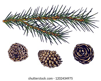 fir branch and cones, isolate, vector, hand drawing