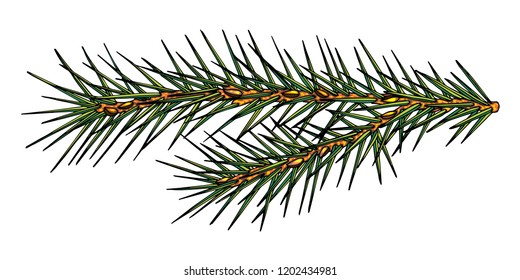 fir branch and cones, isolate, vector, hand drawing