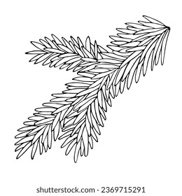 Fir branch drawn by hands. Vector illustration.