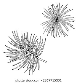 Fir branch drawn by hands. Vector illustration.