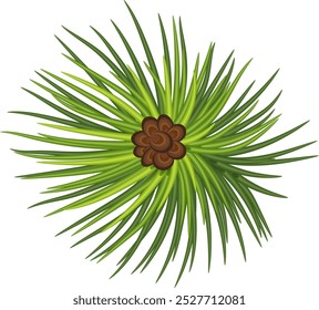 fir branch. green pine branch, close-up. Winter holiday decor. Natural holiday decorations. vector. Eps 10