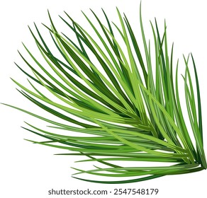 Rama de abeto, rama de pino verde, primer plano. Decoración de vacaciones de invierno. Decoraciones de vacaciones naturales. Vector. Eps 10