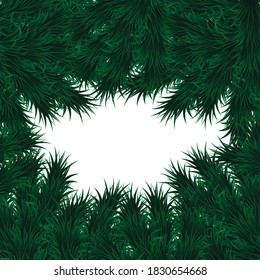 Fir branch, green spruce on a white background. Realistic Christmas tree. Vector illustration for New Year's posters, Christmas cards, banners, flyers.