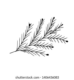 Fir branch. Hand drawn. Vector illustration.