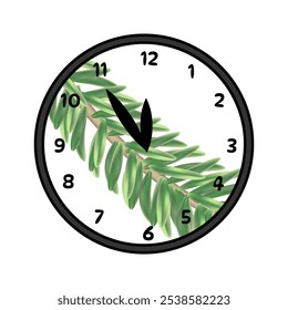Fir branch inside clock. Christmas clock isolated on white background. Vector illustration