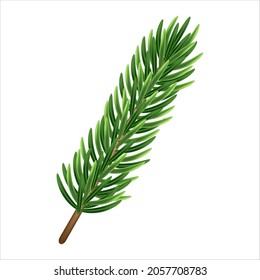 Fir branch isolated on white background.