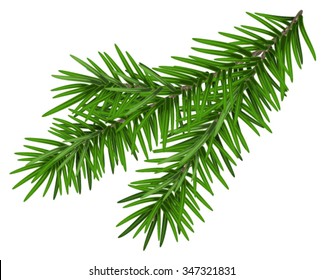 Fir branch. Isolated on white illustration