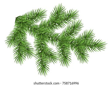 Fir branch isolated on white background. Green spruce. Realistic Christmas tree. Vector illustration for Xmas cards, banners, flyers, New year party posters.