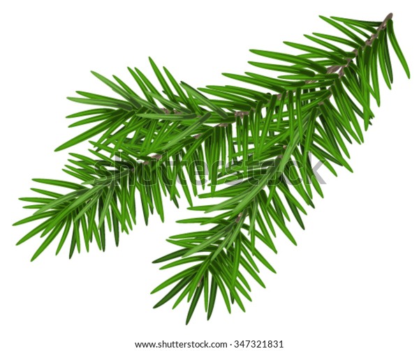 Fir Branch Isolated On White Illustration Stock Vector (Royalty Free ...