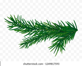Fir branch isolated. Vector Christmas tree branch.