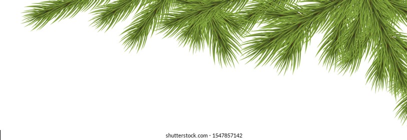 fir branch on upper right corner with white background, template for christmas time concepts