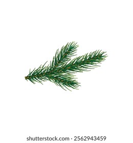 Fir branch on white background