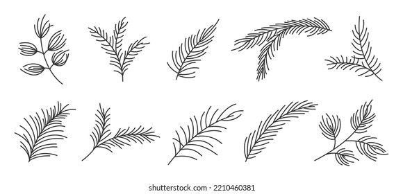 Fir branch variety shape evergreen plant black line set. Spruce fir pine larch cedar winter forest green needlewood holiday xmas tree design element greeting card banner editable stroke isolated