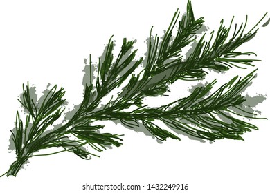 fir branch in vector isolated
