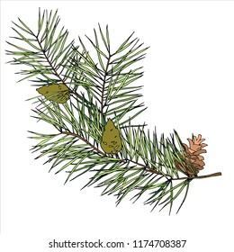 Fir branch wiht the cones, vector isolated image on white background. It can be used for children's book illustration, design of postcards, holiday paper and other works on the Christmas theme