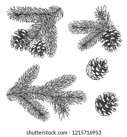 Fir branches and cones. Hand drawing. Vector illustration drawn in the style of engraving.