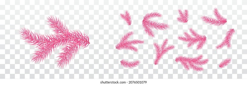 Fir branches isolated on transparent background. Pine, xmas evergreen plants elements. Vector Christmas tree pink decoration set