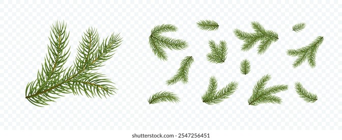 Fir branches isolated on transparent background. Pine, xmas evergreen plants elements. Vector Christmas tree green decoration set
