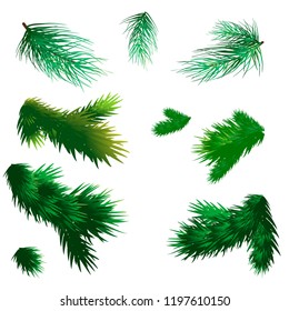fir branches isolated on white background, vector christmas design