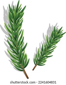 Ramas de flores aisladas en el fondo blanco. Árbol de pinos, navidades y plantas verdes. Decoración vectorial del árbol de Navidad.