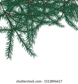 fir branches on a white background for a design with landscapes