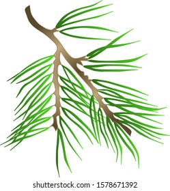 Fir branches on a white background