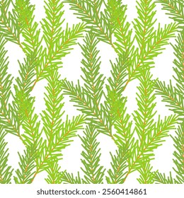 Fir branches pattern, coniferous green branches, Christmas holiday background, backdrop, backing, on white background. Vector illustration