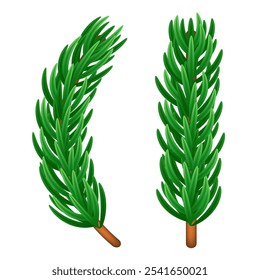 Fir branches set. Christmas tree branches. Vector clipart isolated on white background. 