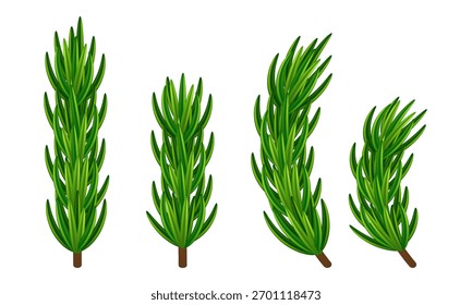 Conjunto de ramas de abeto. Ramas de árbol de Navidad. Clipart de Vector aislado sobre fondo blanco. 