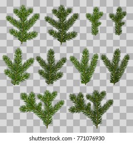 Fir branches, set of icons. Vector illustration.