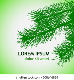 Fir branches silhouette. Vector