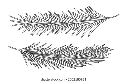 Fir branches in sketch style. Hand drawn black and white spruce branches. Christmas decoration elements. Linear Christmas tree branches