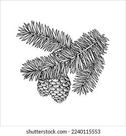 Fir brunch with cones vintage hand drawn sketch vector illustration on white background.