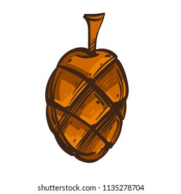 Fir cone in hand drawn, sketch style. Vector illustration isolated on white background.
