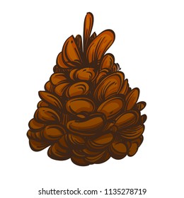Fir cone in hand drawn, sketch style. Vector illustration isolated on white background.