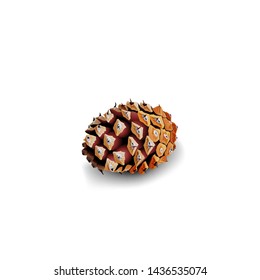 Fir cone isolated on white background for your creativity