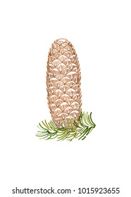 Fir cone on branch, isolated. Vector Image in lines.
