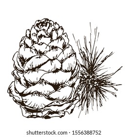 Fir cone on a white background. Sketch