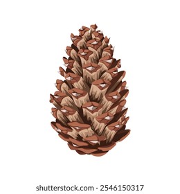 A fir cone on a white background. Vector illustration.

