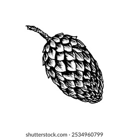 Fir cone, spruce apple, pine cone. Vector illustration, hand drawn with ink. Element of coniferous, evergreen forest tree. Decorative clipart for Christmas, New Year prints, eco goods, packaging