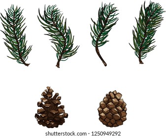 Fir Cone and Spruce Branch