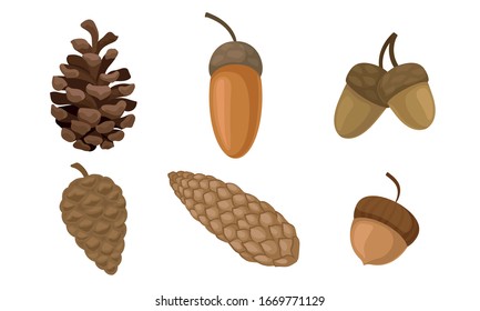 Fir Cones and Acorns Isolated on White Background Vector Set