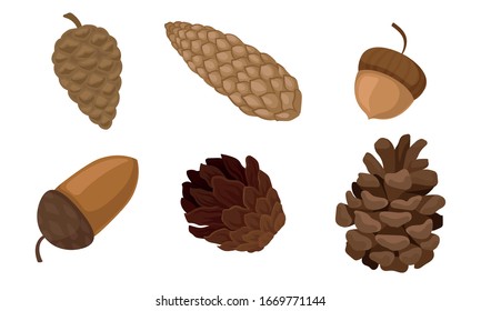 Fir Cones and Acorns Isolated on White Background Vector Set