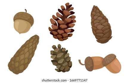 Fir Cones and Acorns Isolated on White Background Vector Set