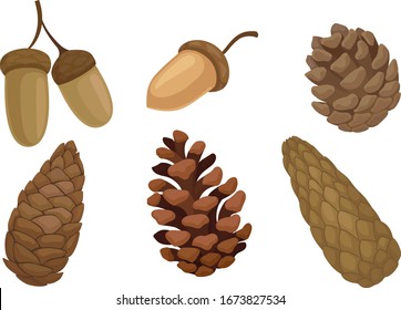 Fir Cones and Acorns Isolated on White Background Vector Set