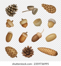 Fir cones. Forest plants brown fir cones and acorns recent vector illustrations set