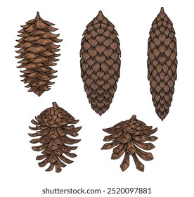 Fir cones set labels colorful with cones fallen from coniferous trees for spreading seeds throughout forest vector illustration